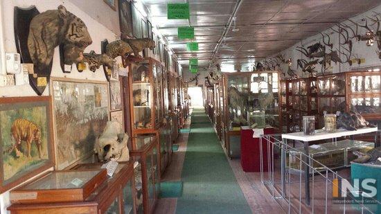 प्राकृतिक इतिहास संग्रहालय अर्थात् सिंगो जंगल
