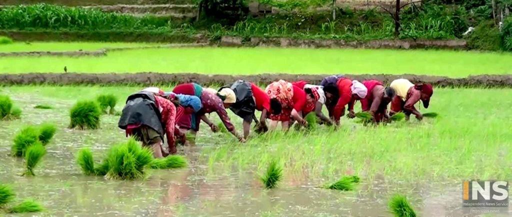 देशभर मनाइँदै २०औं राष्ट्रिय धान दिवस