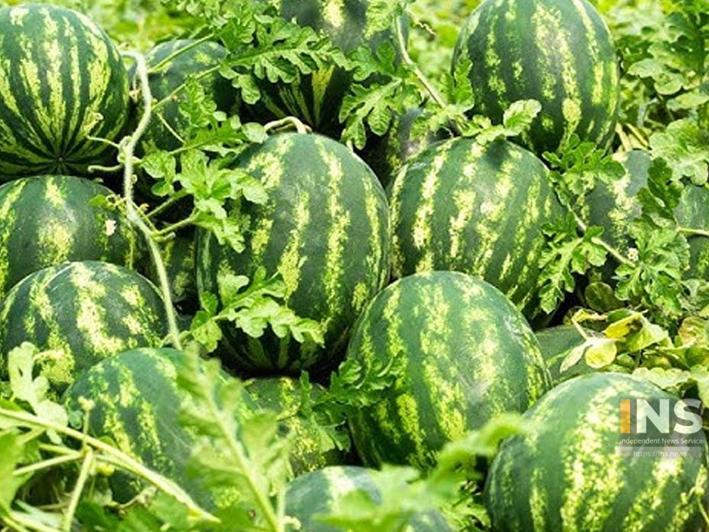 पोखरामा तरबुजा खेती: चार महिनामा १५ लाख रुपैयाँ आम्दानी